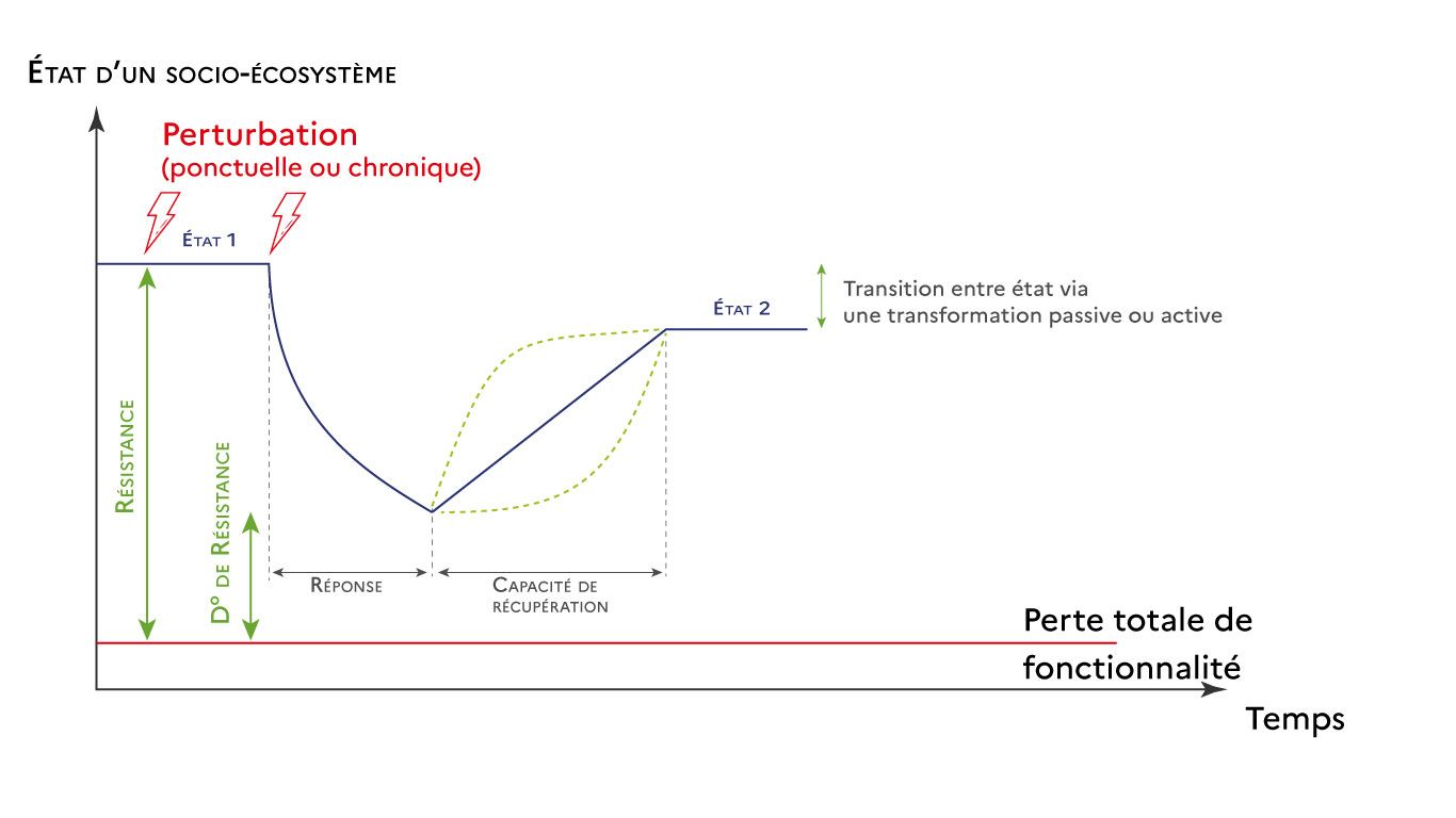 Graphique n°4 Résilience