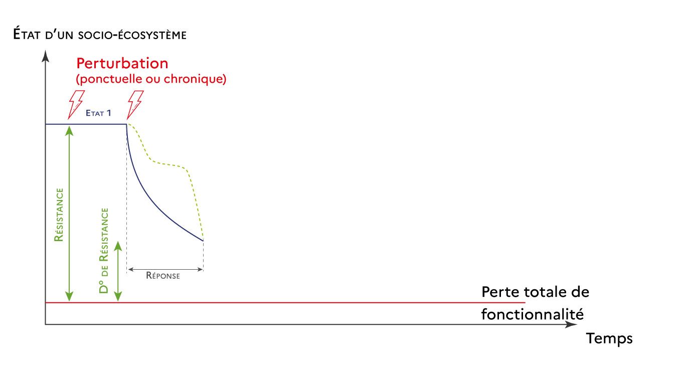 Graphique n°3 Résilience