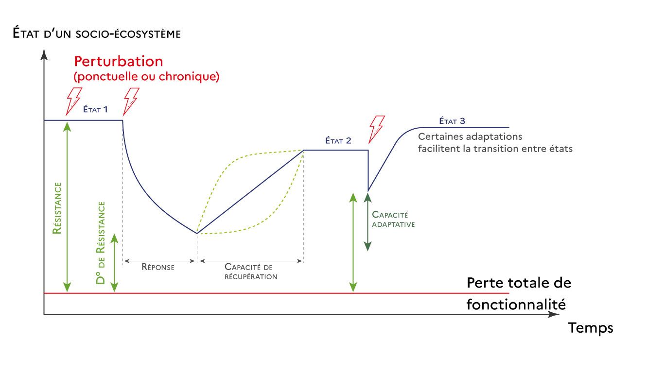 Graphique n°5 Résilience