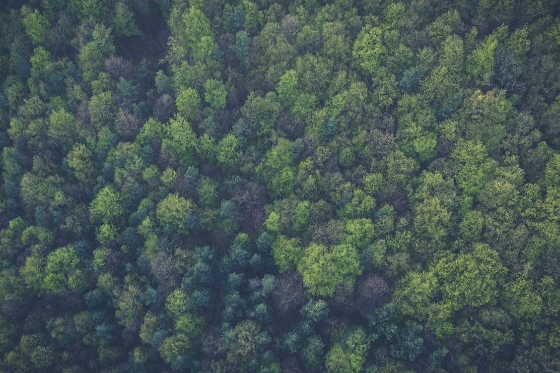 Forêt vue du ciel
