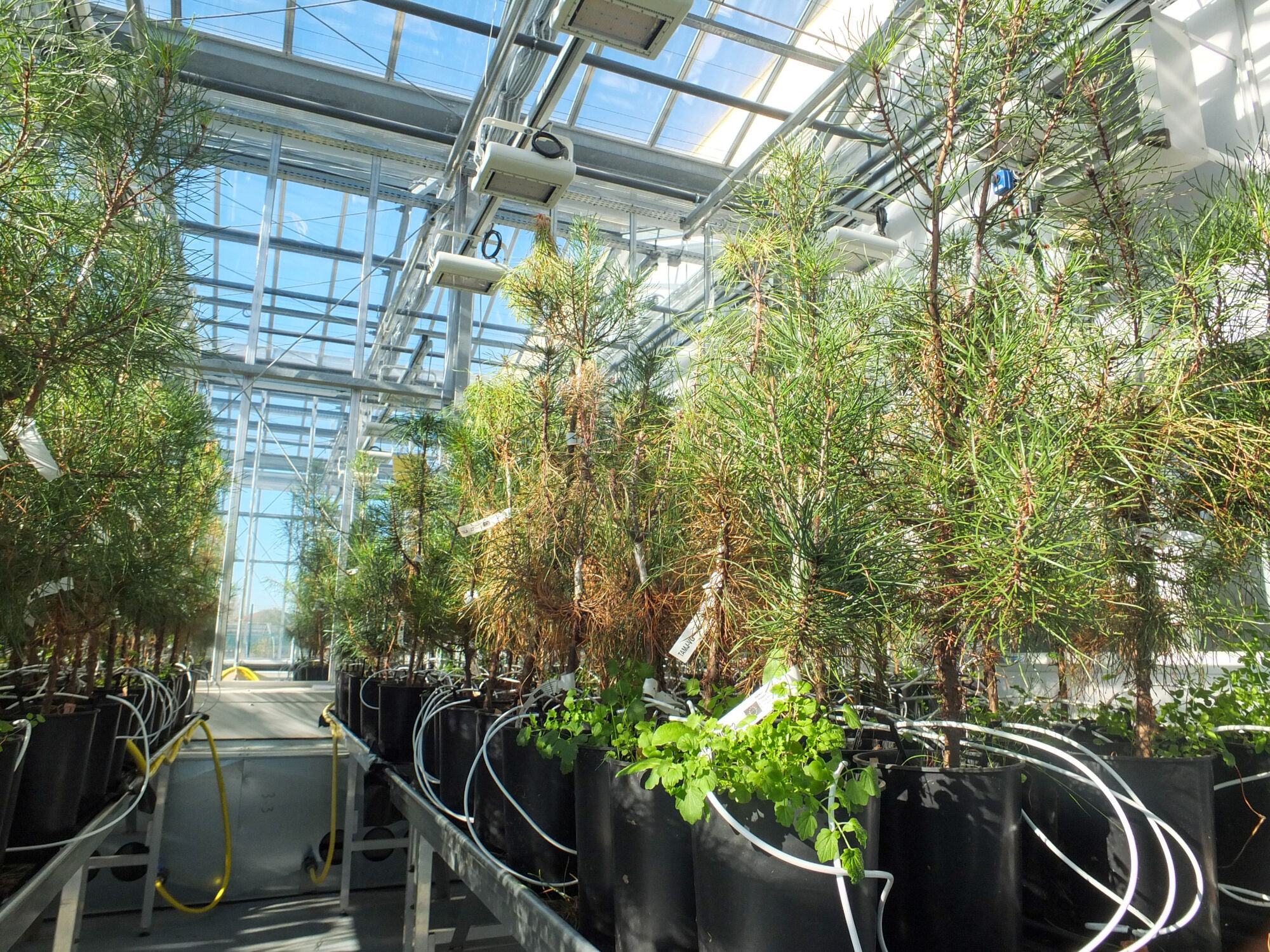 Photos serre IF - Nématode 18_11-33.jpg