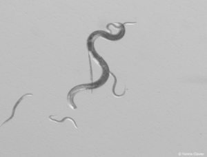 Photo nématode du pin.png Photo nématode du pin.png