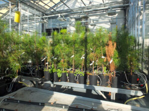 Photos serre IF - Nématode 18_11-02.jpg Photos serre IF - Nématode 18_11-02.jpg